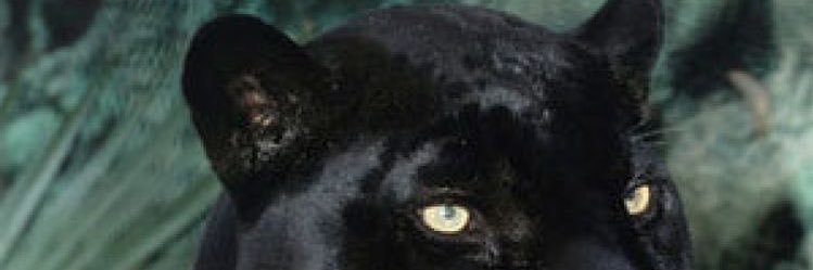SebitloJ's profile banner image
