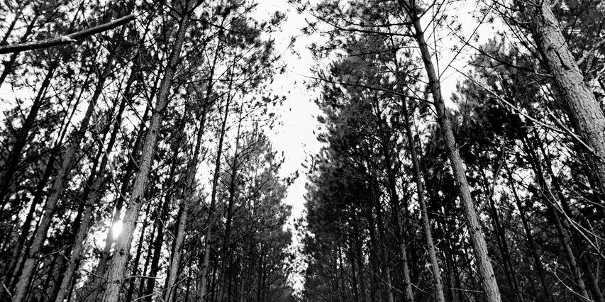 dee_springs's profile banner image