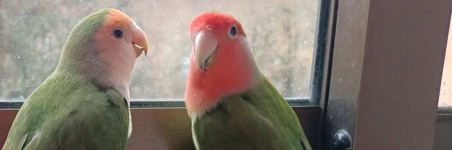 𝓛𝓪𝓾🌻 banner