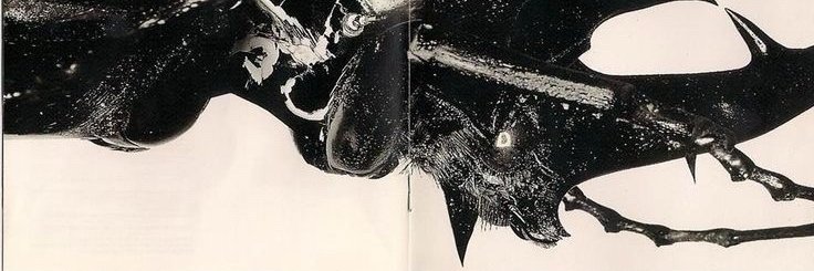 ynagichi's profile banner image