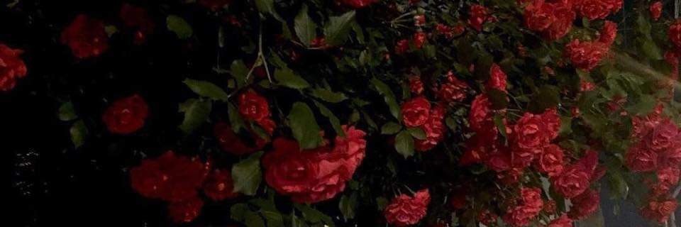 Samar_Elsawyy's profile banner image