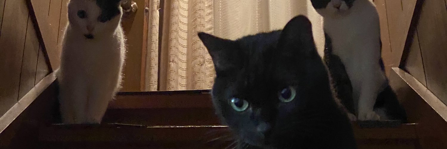 祝い猫 banner