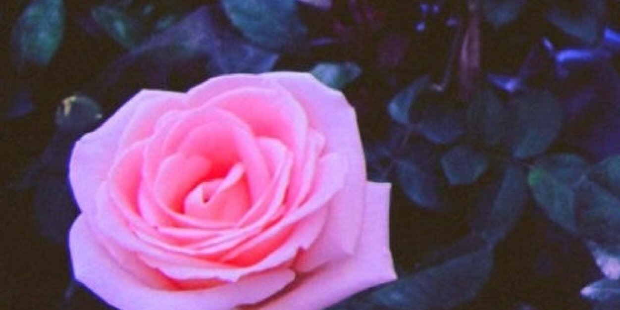 _rubysamra's profile banner image