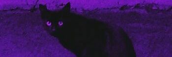 kaylaa_fields's profile banner image
