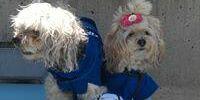 fifigigidog's profile banner image