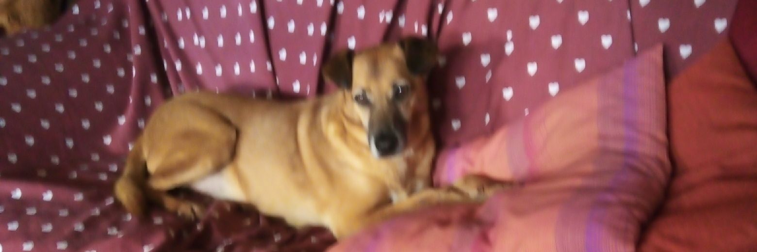 VIVA L'ITALIA ANTIFASCISTA⭐🌟🌟⭐🌟 banner