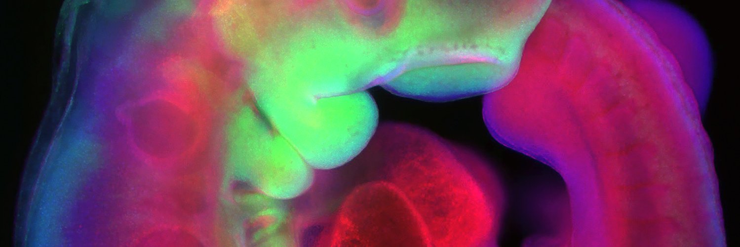 Fantauzzo Lab banner