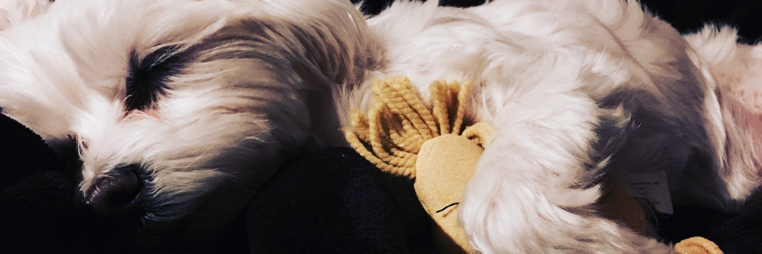 PuppyCapone's profile banner image