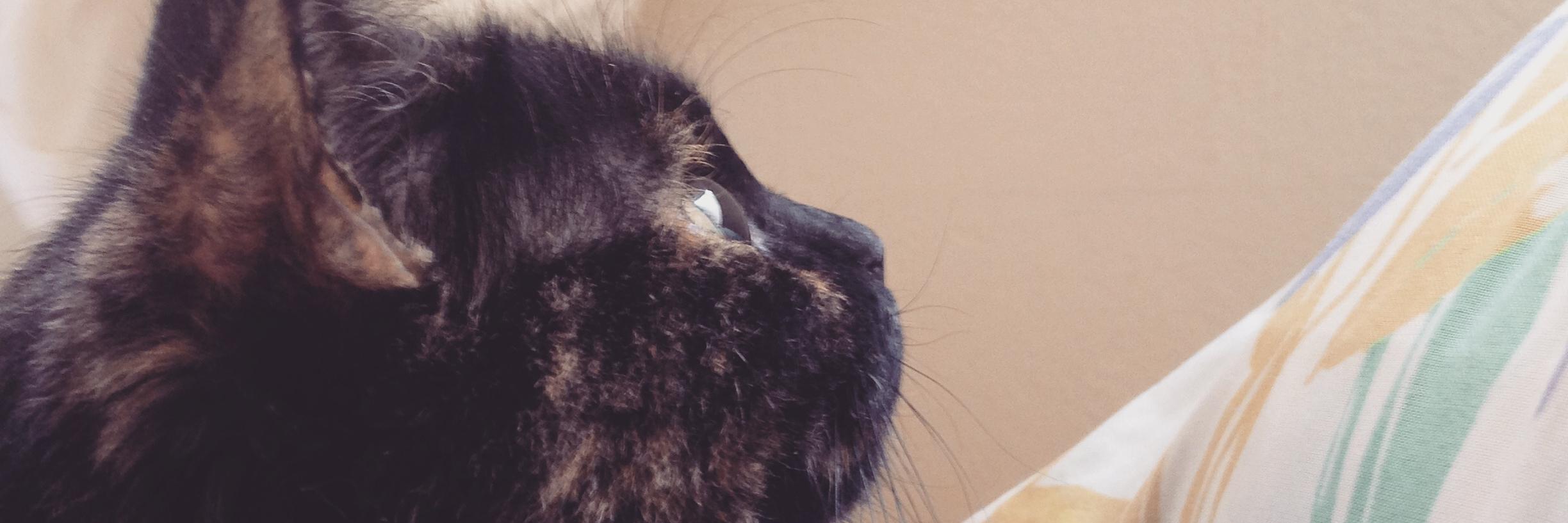_LikeaCat's profile banner image