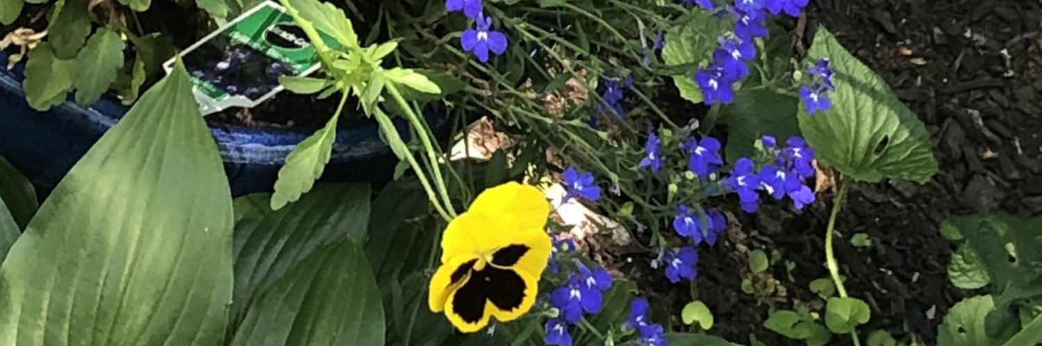 msnomir's profile banner image