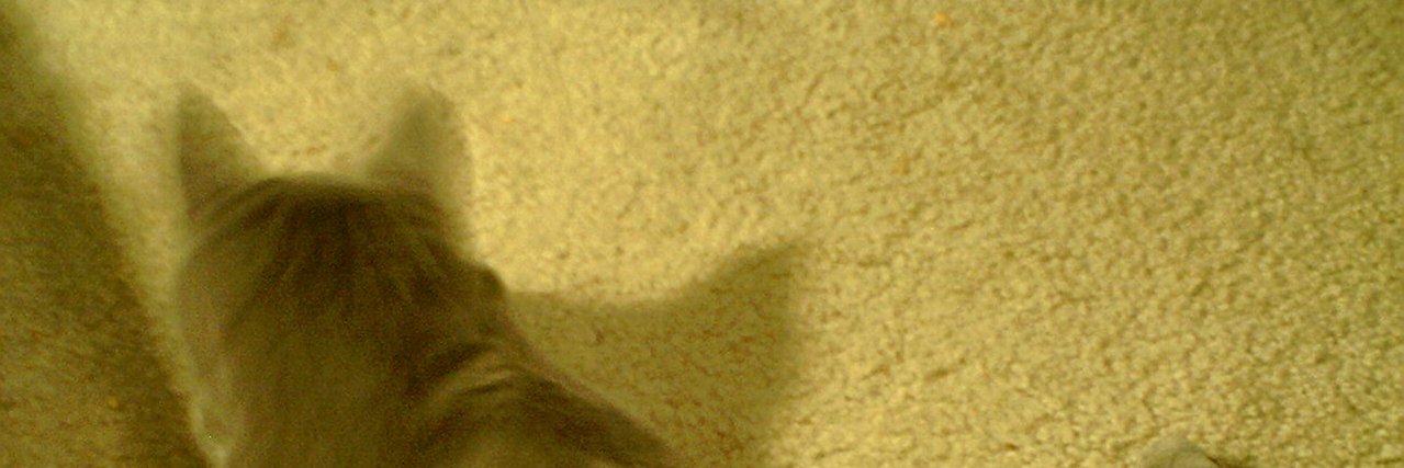 BelovedPhoenix's profile banner image