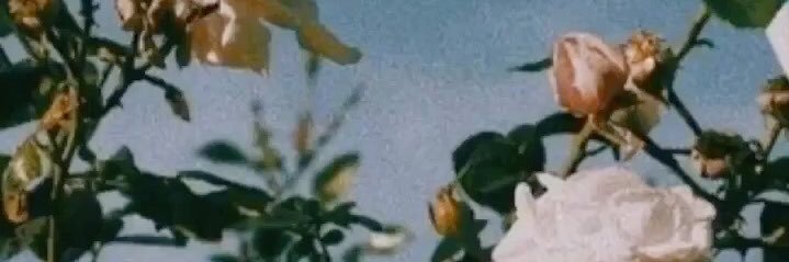 chloerhodehamel's profile banner image
