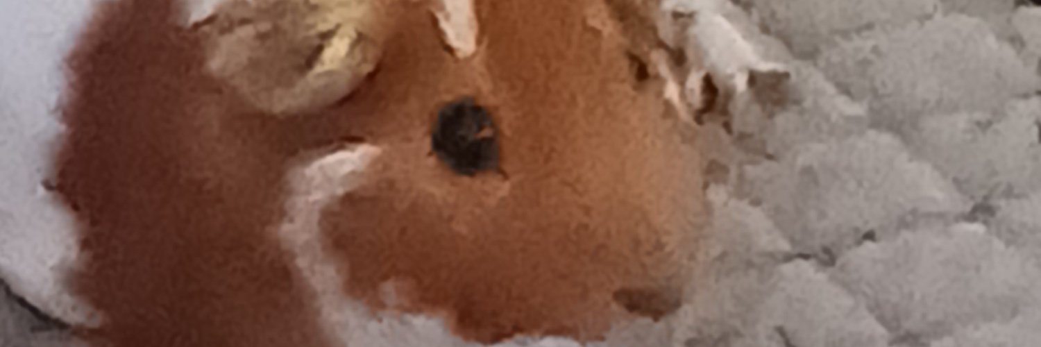 35_bears's profile banner image
