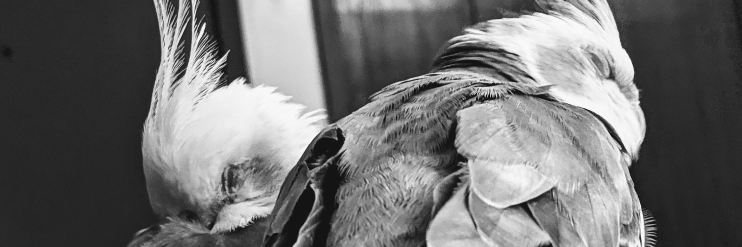 BumblyBiene's profile banner image