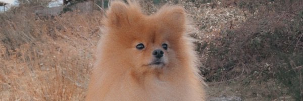 lorakatchmar Profile Banner