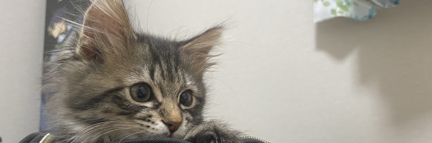 さらん 🐈🐈‍⬛ banner
