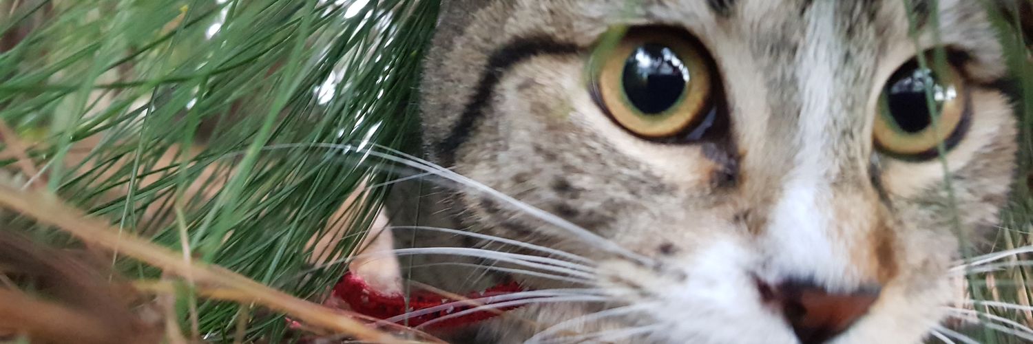 Trivix226's profile banner image