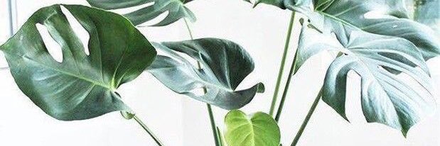 widyanathasya's profile banner image