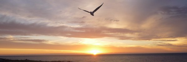 WilliamsSianA Profile Banner