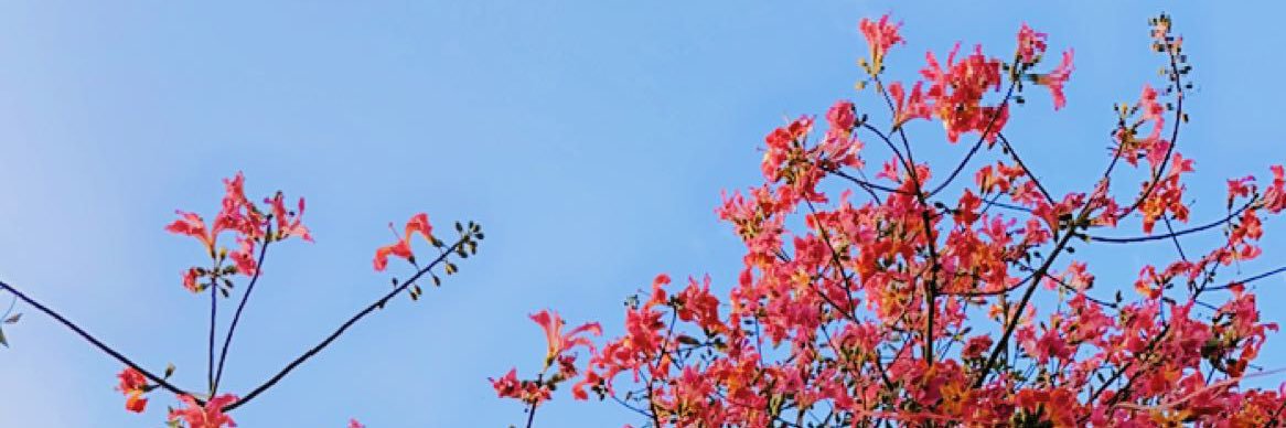 adn_shd's profile banner image