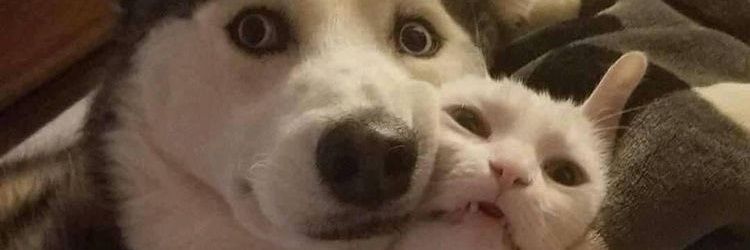 gumpalanlemak's profile banner image