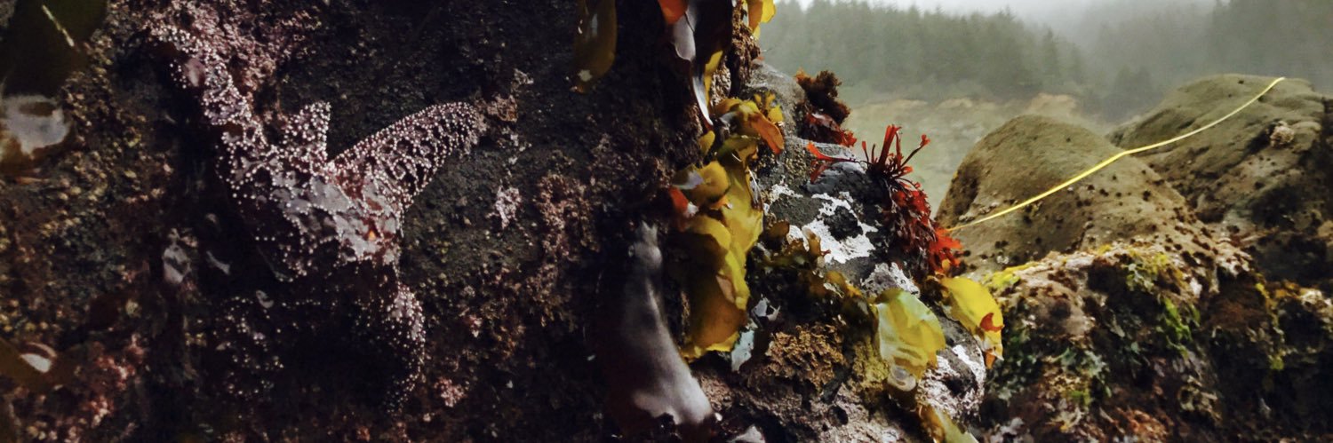 Zoe Zilz (they/she) banner