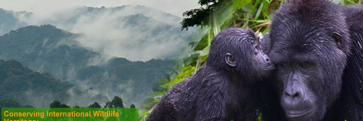 Bwindi Trust banner