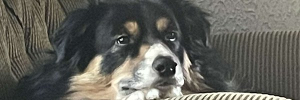 Borpy_ Profile Banner
