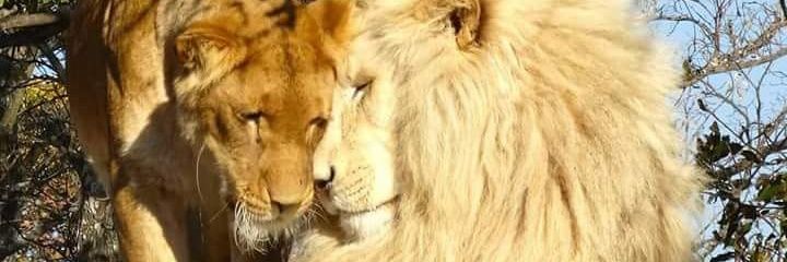 franck4441's profile banner image