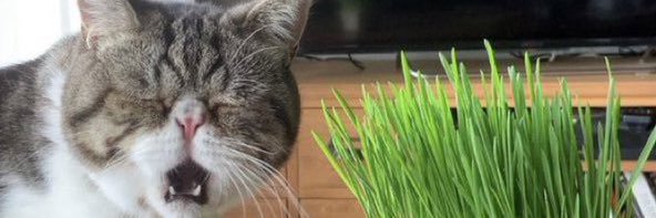 とらねこ@ここにいるぞ！ banner