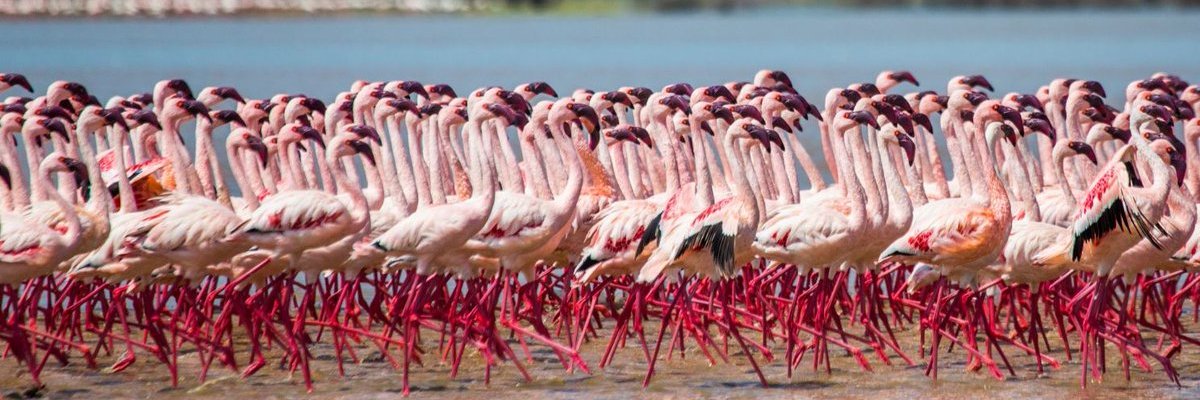 Ken_Birdlife's profile banner image