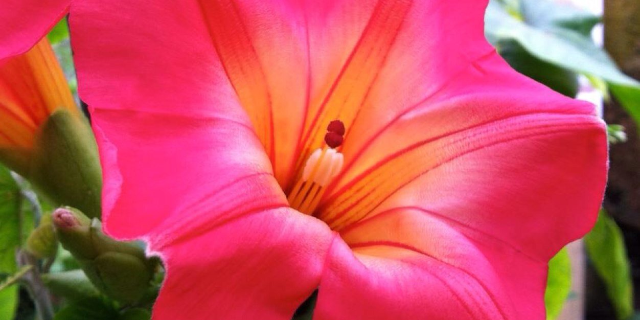 Logee's Plants banner