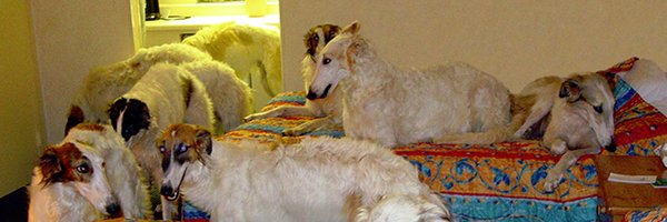 borzbot Profile Banner