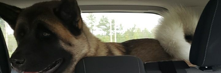 Kaite banner
