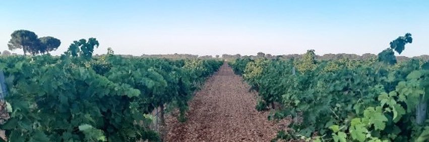 Cooperativas Agro-alimentarias Castilla-La Mancha's banner