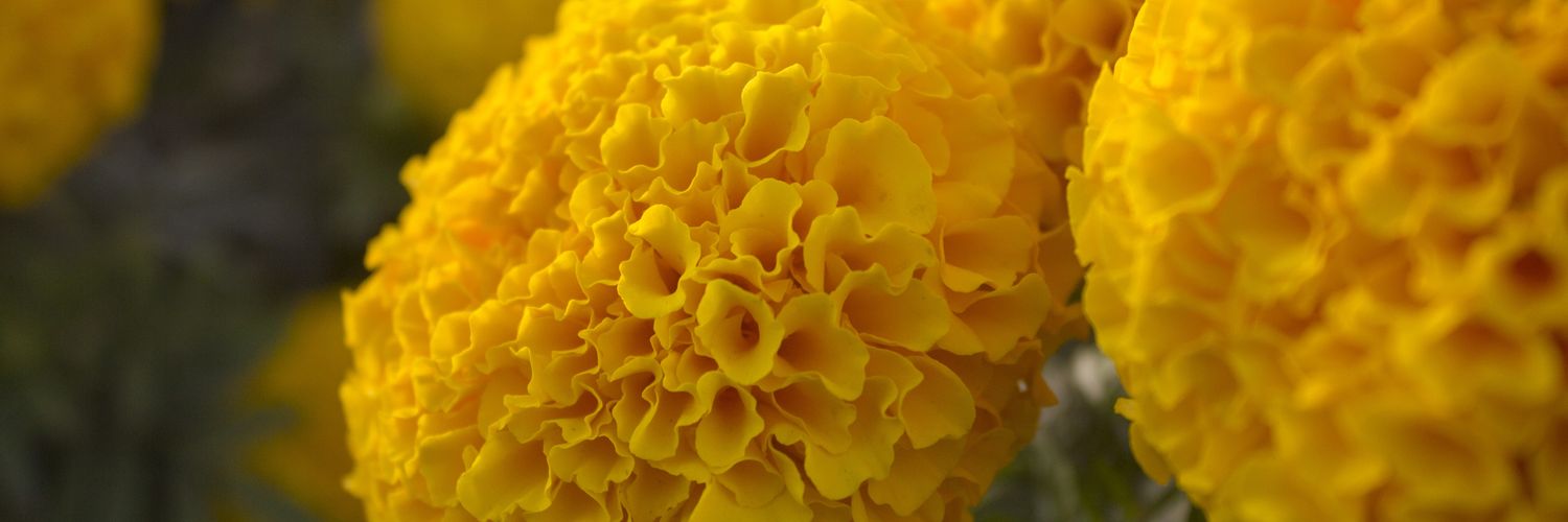 Alaa_Maglan's profile banner image