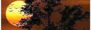 oke saya banner