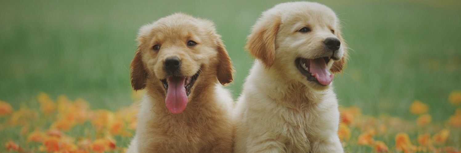 Wizardofpawsco's profile banner image
