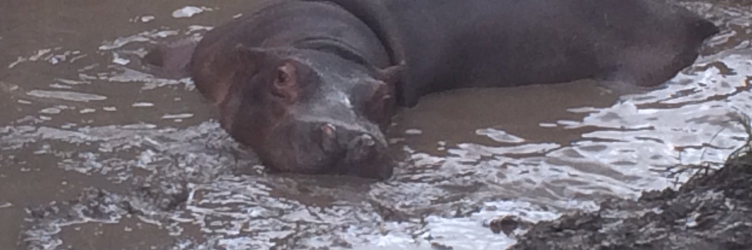 RhinoCalf's profile banner image