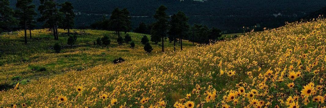 sunfloweriess's profile banner image