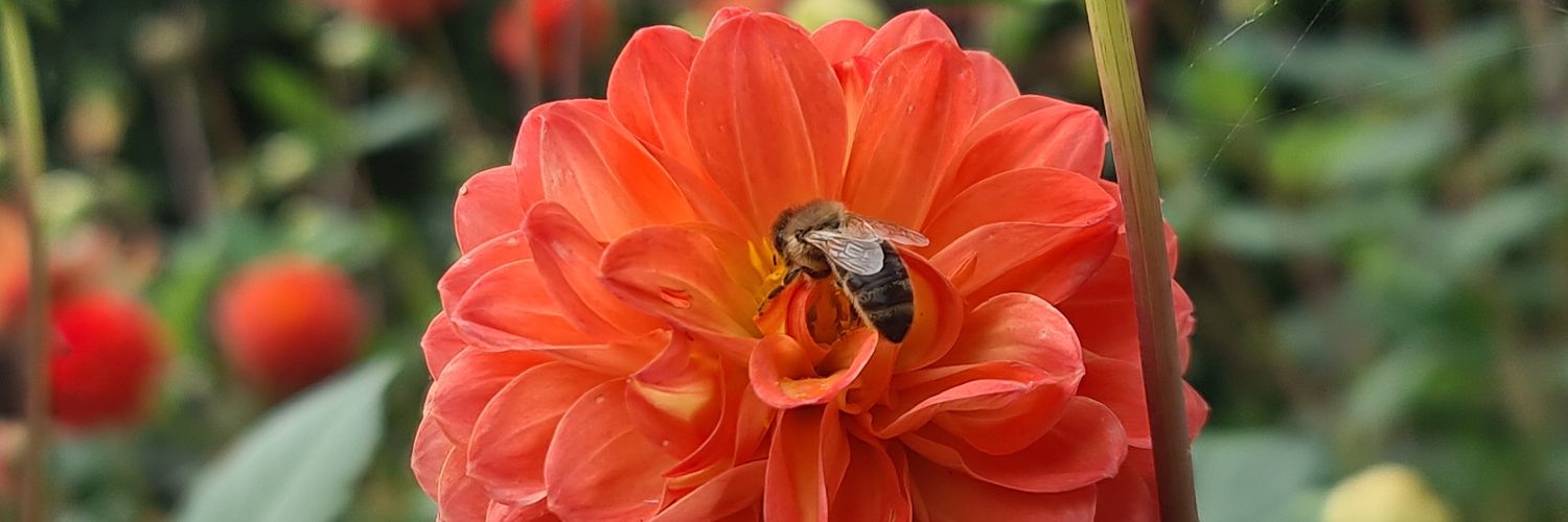 c_kwadha's profile banner image