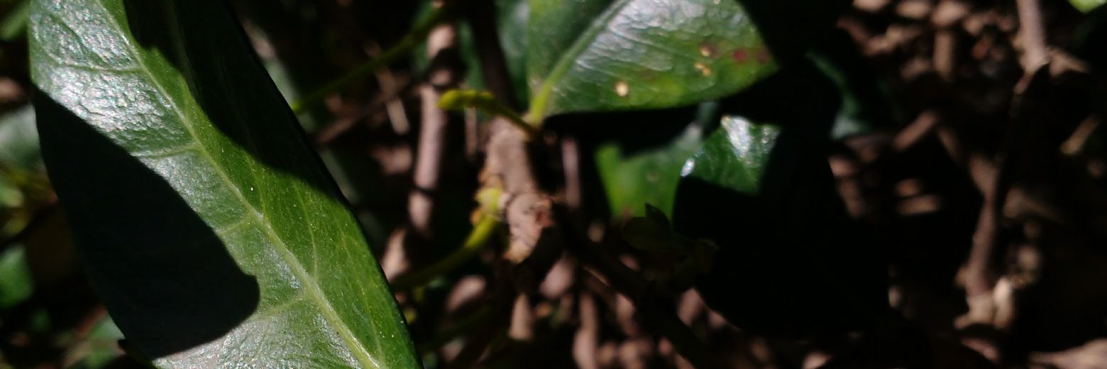 Garavento_'s profile banner image