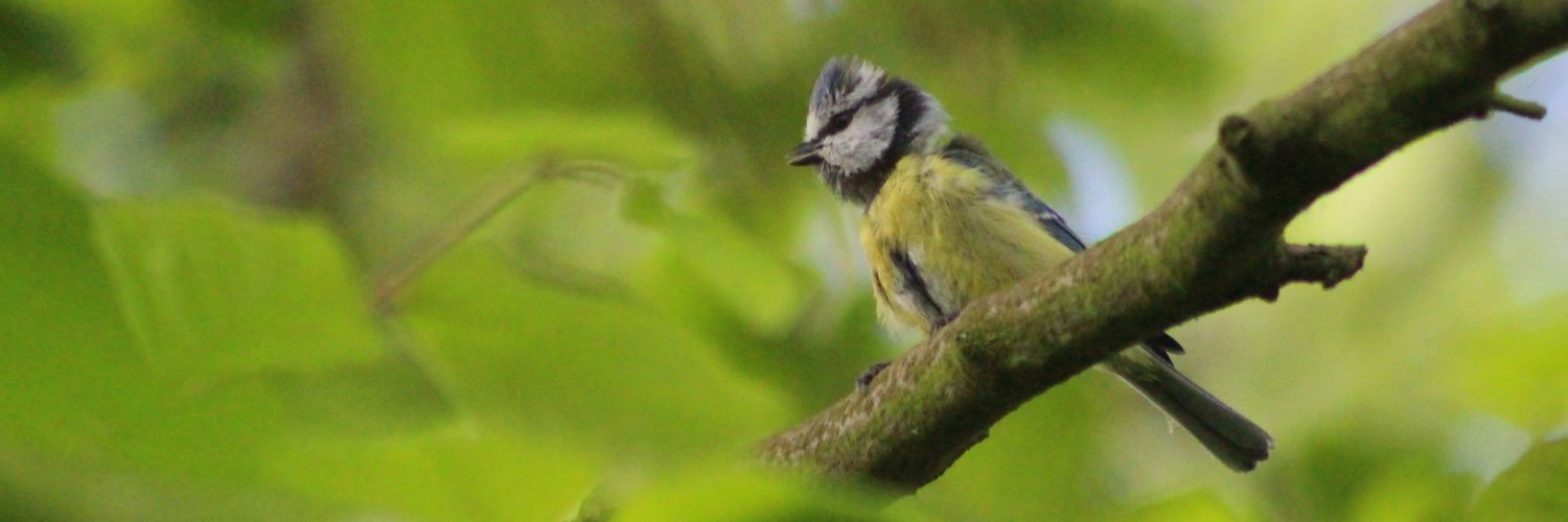 St Andrews Nestboxes banner