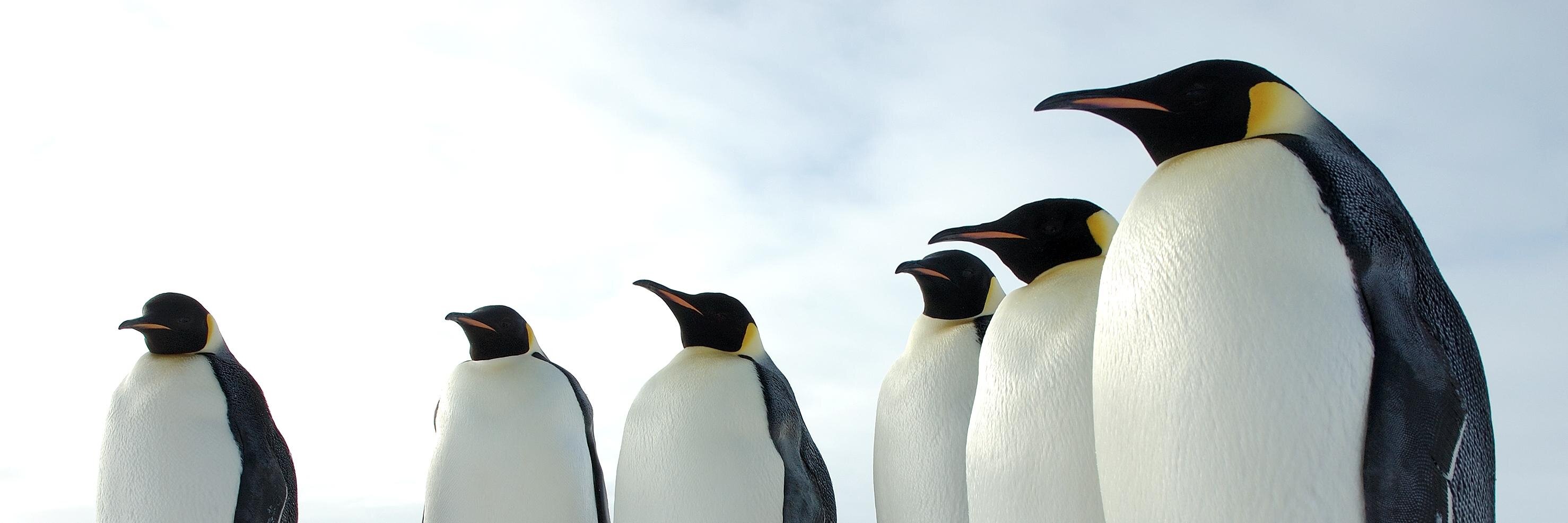 NLPenguin's profile banner image