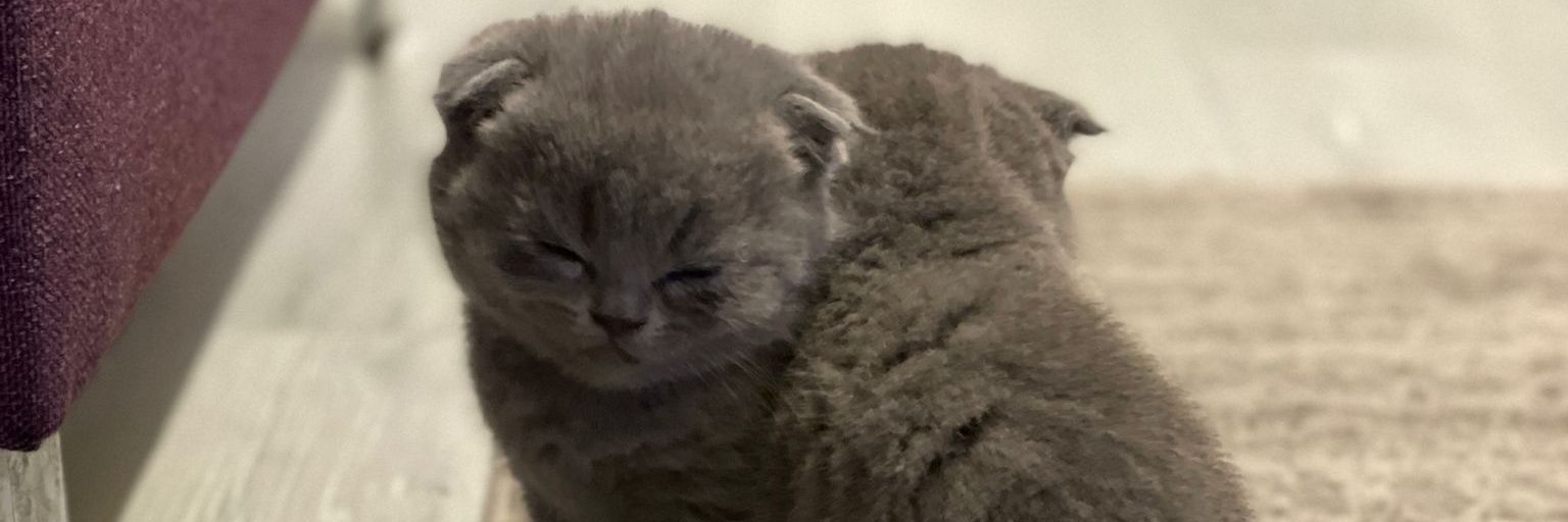 HmzSglm's profile banner image