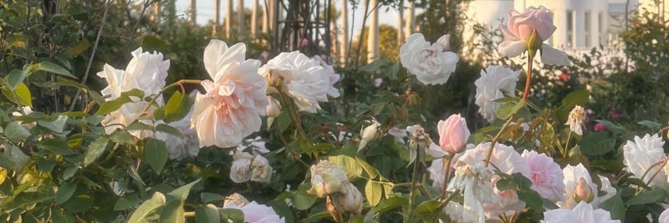 emilyroe94's profile banner image
