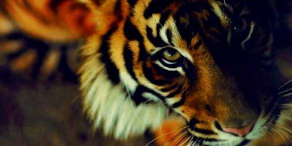 mr_nillo's profile banner image