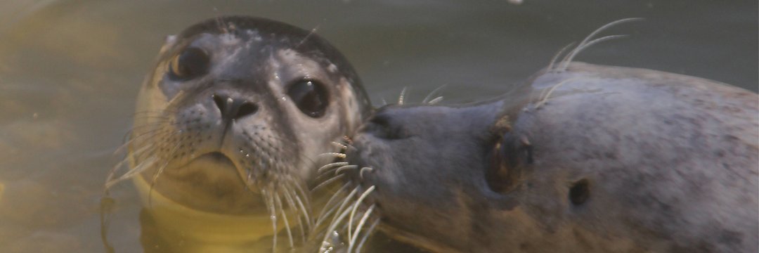 Deep Sea World banner