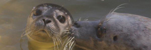 DeepSeaWorld Profile Banner