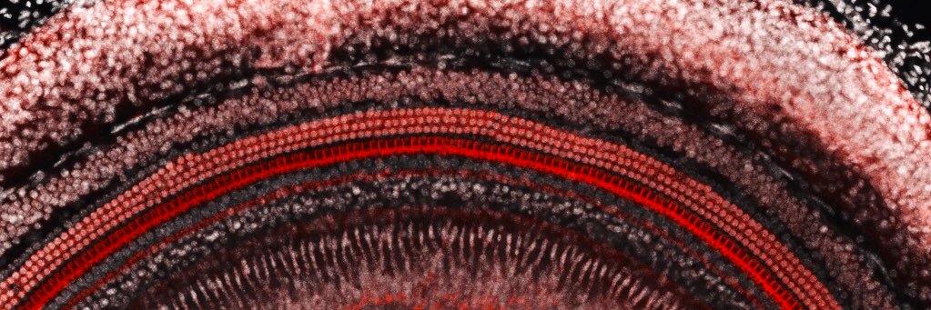 Dr Lisa S. Nolan banner